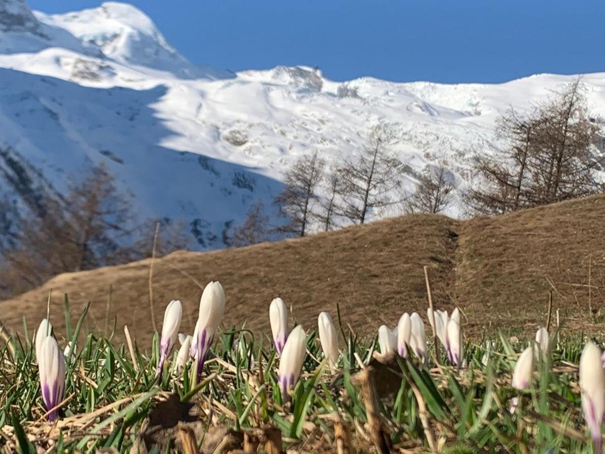 Chalet Birkhahn サース フェー エクステリア 写真